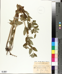 Clinopodium vulgare image