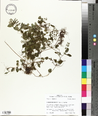 Clinopodium gracile image
