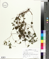 Clinopodium gracile image
