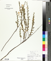 Clinopodium coccineum image