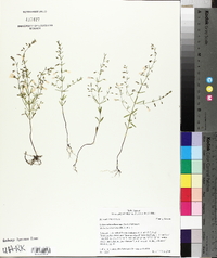 Clinopodium arkansanum image