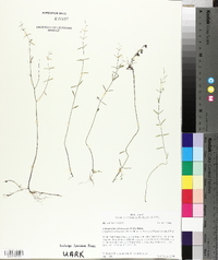 Clinopodium arkansanum image