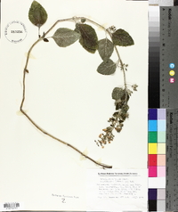 Calamintha menthifolia image