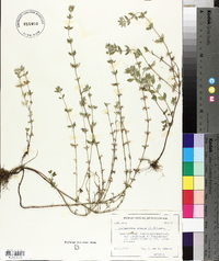Calamintha acinos image