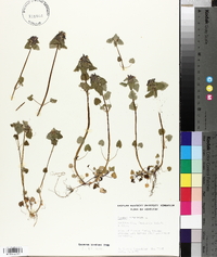 Lamium purpureum image