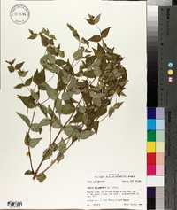 Cunila origanoides image