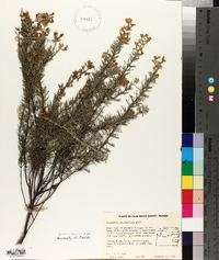 Conradina grandiflora image