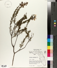 Conradina grandiflora image