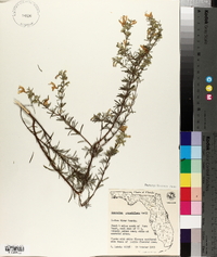 Conradina grandiflora image