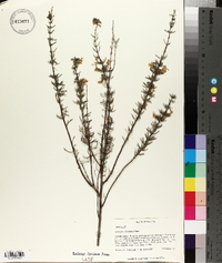Conradina grandiflora image