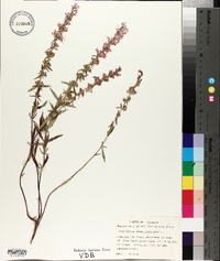 Dicerandra densiflora image