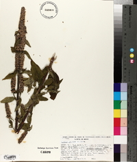 Cunila lythrifolia image