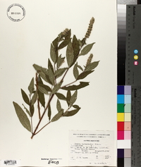 Cunila lythrifolia image
