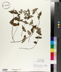 Cunila origanoides image