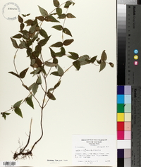 Cunila origanoides image