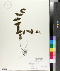 Cunila origanoides image