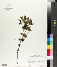 Cunila origanoides image