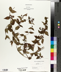 Cunila origanoides image