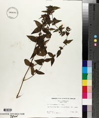 Cunila origanoides image