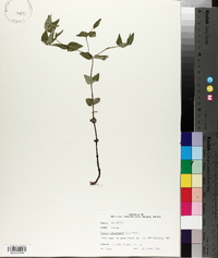Cunila origanoides image