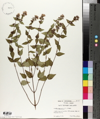 Cunila origanoides image