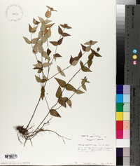 Cunila origanoides image
