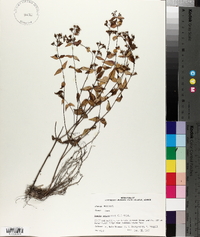 Cunila origanoides image