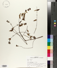 Cunila origanoides image