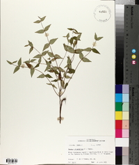 Cunila origanoides image