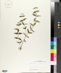 Cunila origanoides image