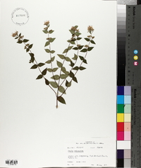 Cunila origanoides image