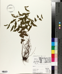 Cunila origanoides image