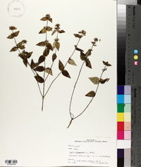 Cunila origanoides image