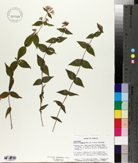 Cunila origanoides image
