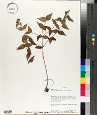 Cunila origanoides image