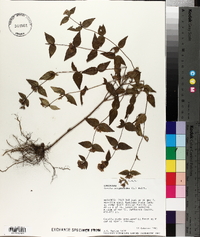Cunila origanoides image