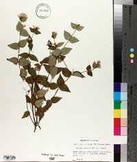 Cunila origanoides image