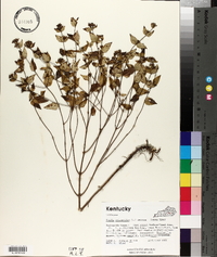 Cunila origanoides image