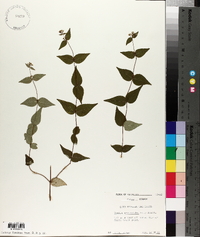Cunila origanoides image