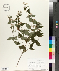 Cunila origanoides image