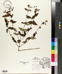 Cunila origanoides image
