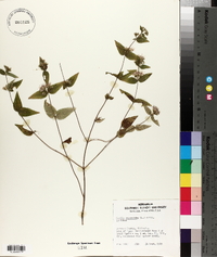 Cunila origanoides image