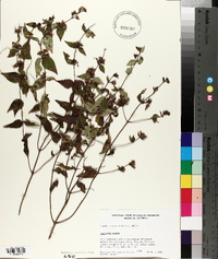 Cunila origanoides image