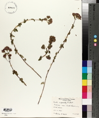 Cunila origanoides image