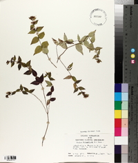 Cunila origanoides image