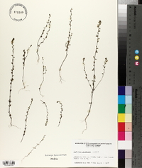 Euphrasia canadensis image