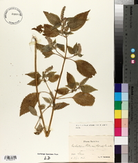 Elsholtzia ciliata image