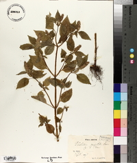 Elsholtzia cristata image