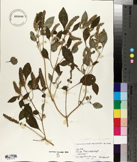 Elsholtzia cristata image