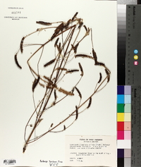 Elsholtzia ciliata image